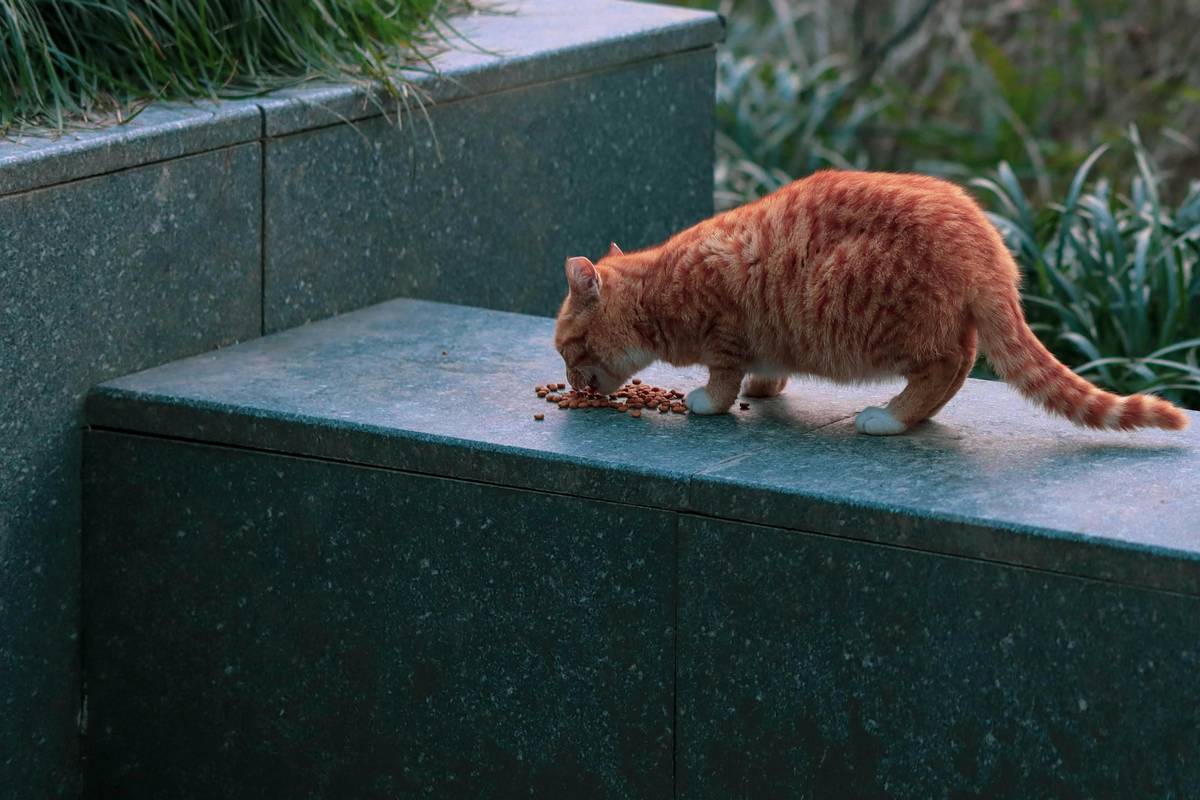 maiores fabricantes de ração animal no brasil