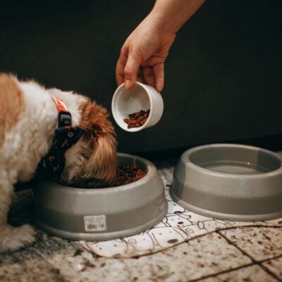 Ração Natural Para Cachorro