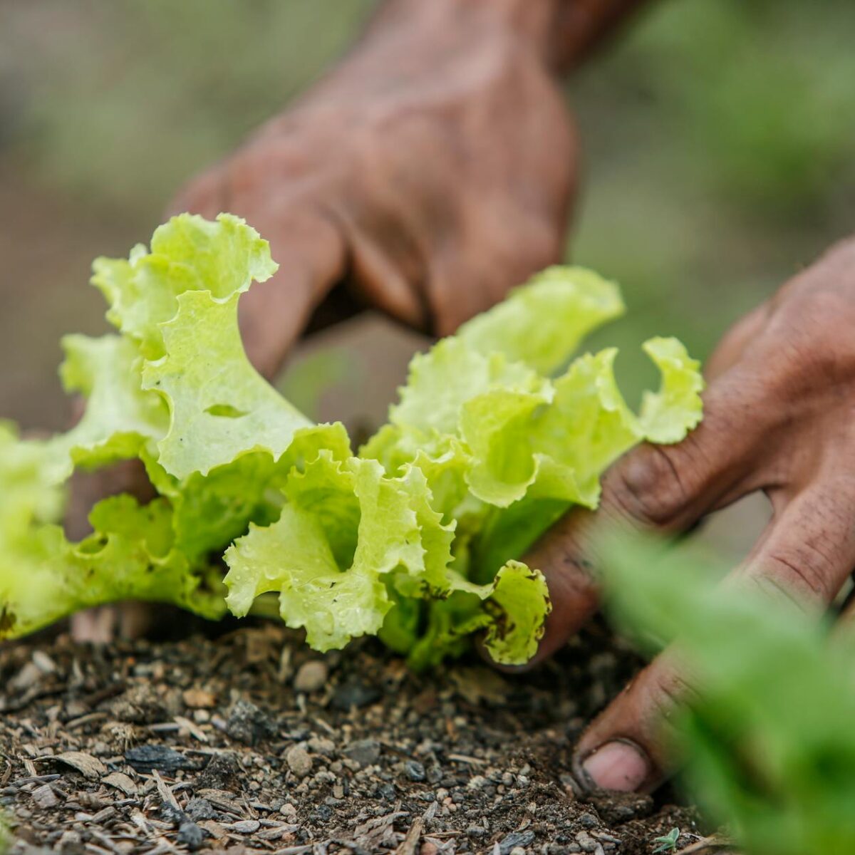 Para montar um prato saudável e nutritivo, priorize a variedade, dividindo-o em porções adequadas: metade com vegetais e frut