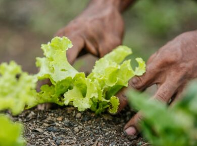 Para montar um prato saudável e nutritivo, priorize a variedade, dividindo-o em porções adequadas: metade com vegetais e frut
