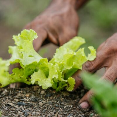 Para montar um prato saudável e nutritivo, priorize a variedade, dividindo-o em porções adequadas: metade com vegetais e frut