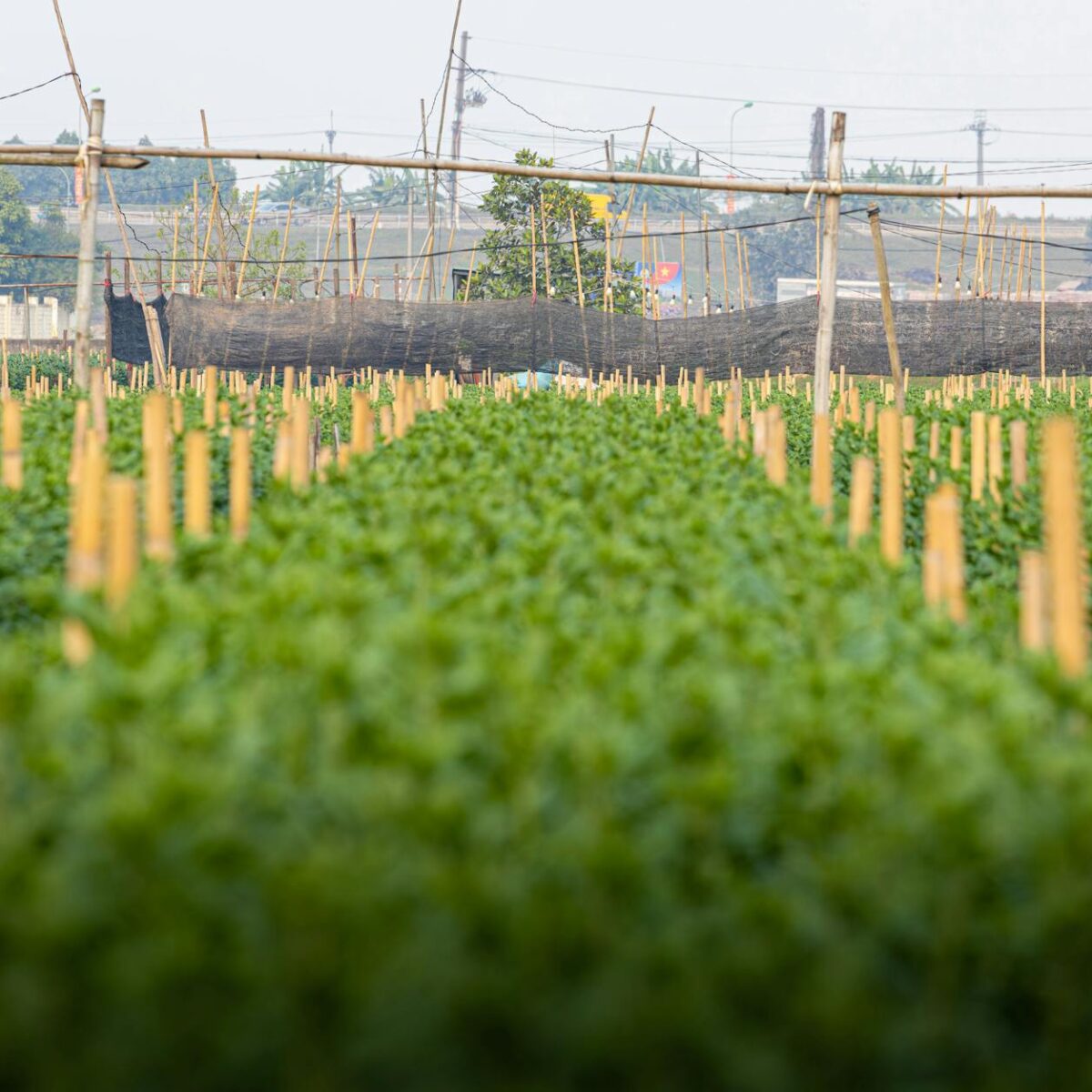 Agricultura Sustentável: Desvendando Sua Essencial Importância para o Futuro do Planeta — qual a importância da agricultura s