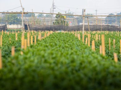 Agricultura Sustentável: Desvendando Sua Essencial Importância para o Futuro do Planeta — qual a importância da agricultura s