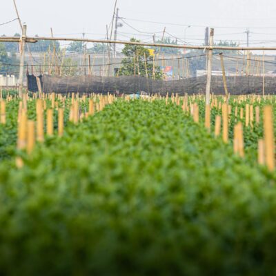 Agricultura Sustentável: Desvendando Sua Essencial Importância para o Futuro do Planeta — qual a importância da agricultura s