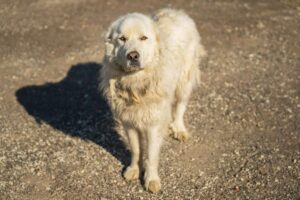 Melhores Criadores de Cão de Guarda Italiano