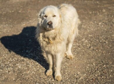 Melhores Criadores de Cão de Guarda Italiano