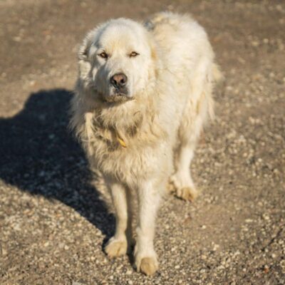 Melhores Criadores de Cão de Guarda Italiano
