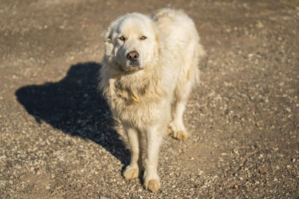 Melhores Criadores de Cão de Guarda Italiano