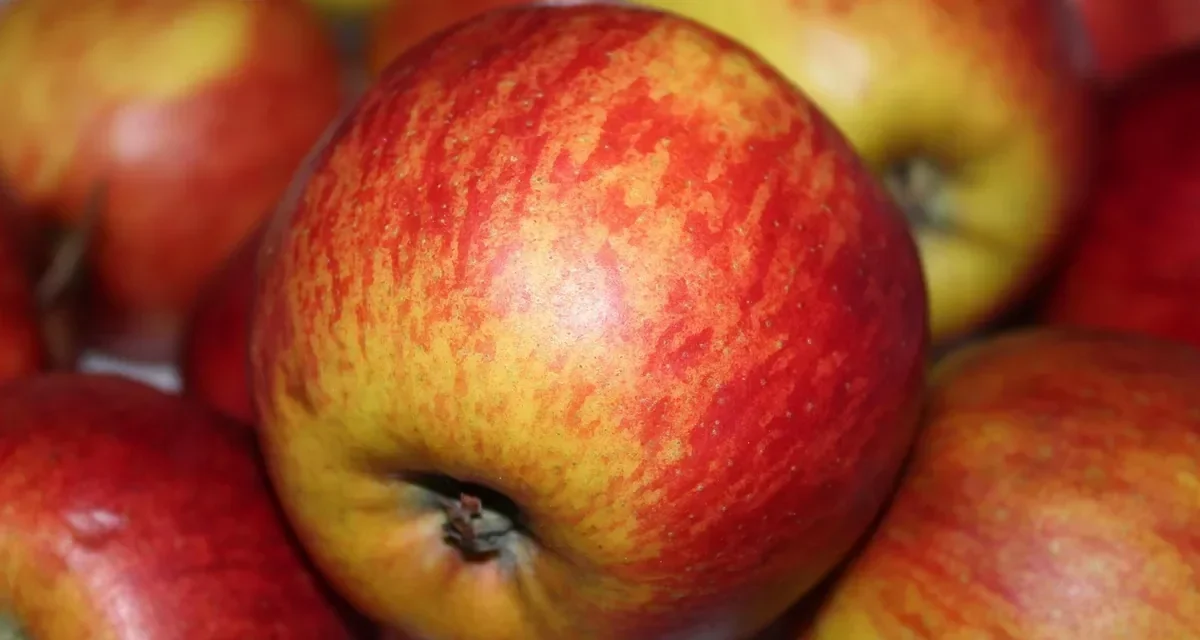 Como escolher um nutricionista